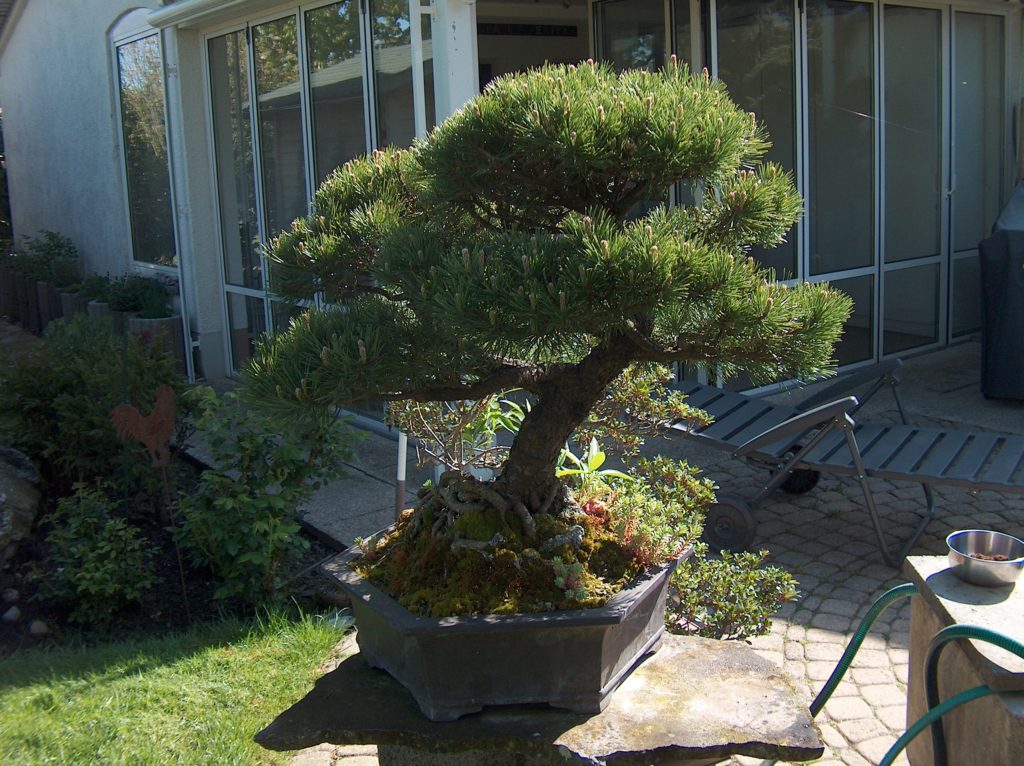 Bonsai