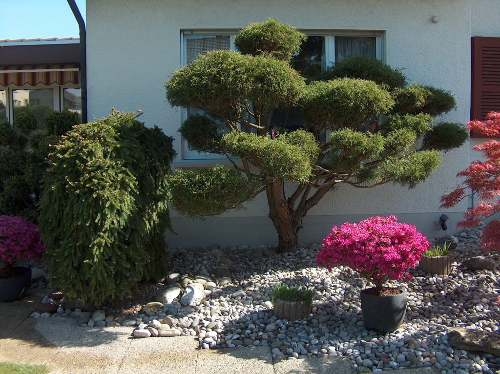 Bonsai