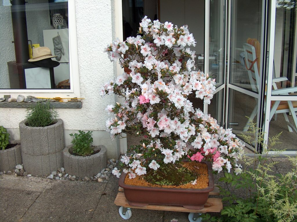 Bonsai